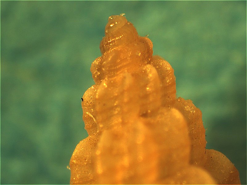 Conferma su Mangelia